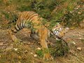37 - Tiger play - LEWIS-WHITE BARBARA - united states (the)